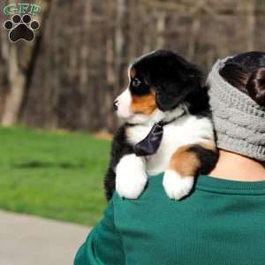 Zeke, Bernese Mountain Dog Puppy